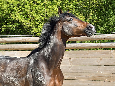 brown horse watching on the sky thumbnail