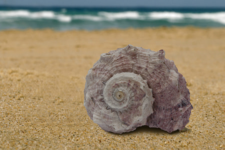 brown shell on sand thumbnail