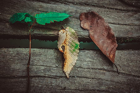 brown and green leaves thumbnail