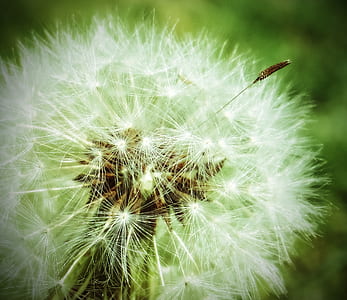close-up photography of dandelion thumbnail