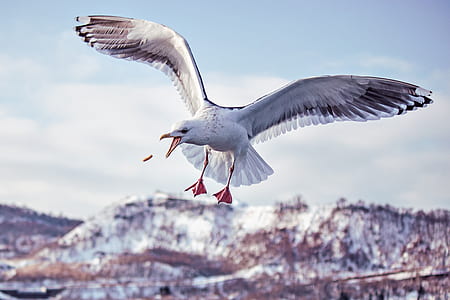 white bird flying thumbnail