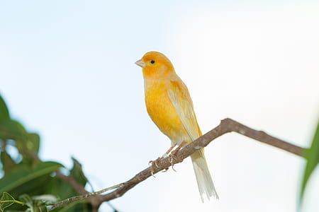 selective focus photography of yellow bird thumbnail