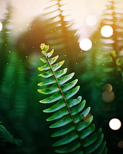 Green Leaf Shallow Focus Photography thumbnail