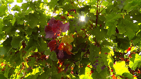green and red leafed tree at daytime thumbnail