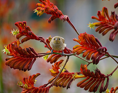 brown bird on brown tree branch thumbnail