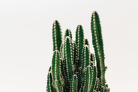 green cactus thumbnail