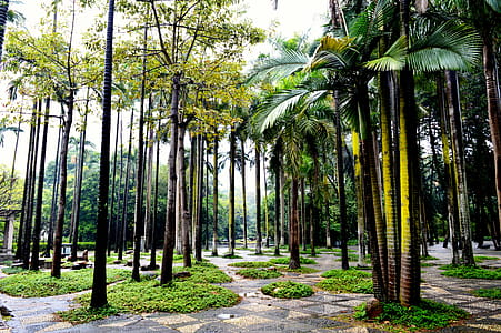Green and Yellow Trees thumbnail