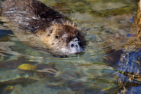 brown animal in water thumbnail