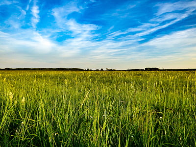 wide grass field thumbnail