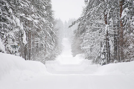 snow covered trees road thumbnail
