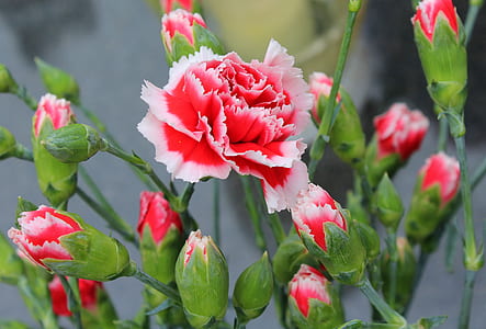 pink-and-white carnation flowers in close-up photography thumbnail