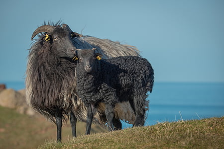 two gray and black rams on hill during daytime thumbnail