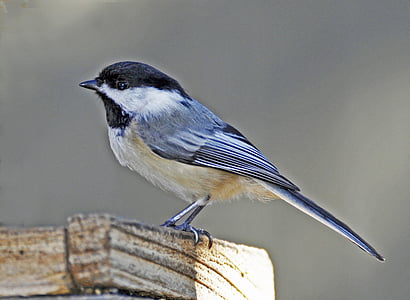 selective focus photo of chickadee bird thumbnail