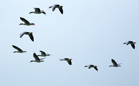 time lapse photography of flock of birds in flight thumbnail
