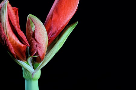 red amaryllis buds closeup photo thumbnail