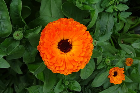 selective focus photography of orange petaled flower thumbnail