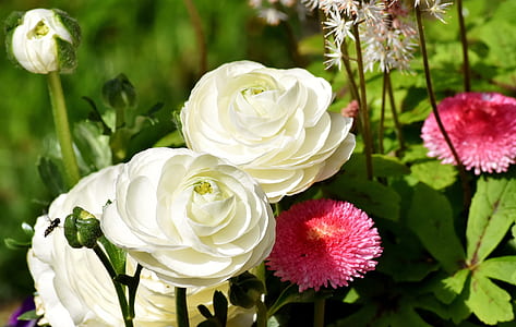 black bee perched on pink and white petaled flowers at daytime close-up photography thumbnail