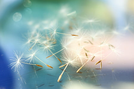 photography of dandelions thumbnail