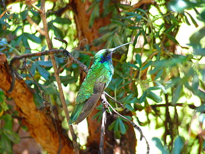 green and gray bird on brown tree stick thumbnail