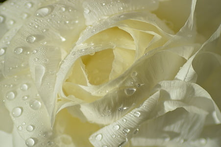 close up photography of white rose flower with water dew thumbnail