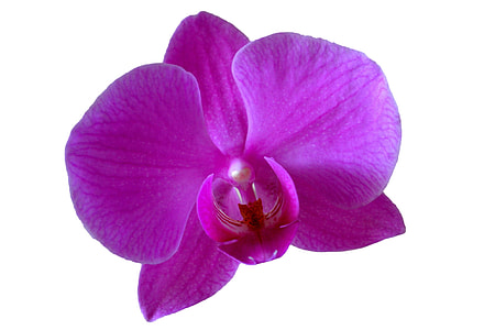 close-up photography of pink moth orchid thumbnail