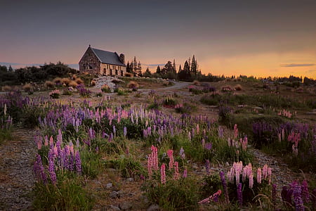 house with flower field photop thumbnail