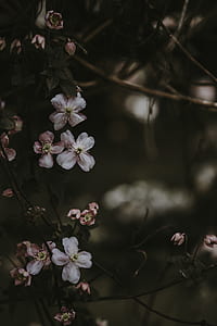 selective focus photography of pink and white petaled flowers thumbnail