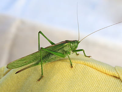 green grasshopper on yellow knitted textile thumbnail