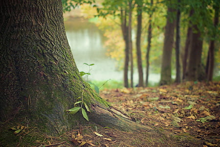 green leaf plant on green tree trunk in close-up photography thumbnail