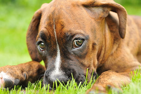 dog, animals, puppy, friend, doggy, snout thumbnail