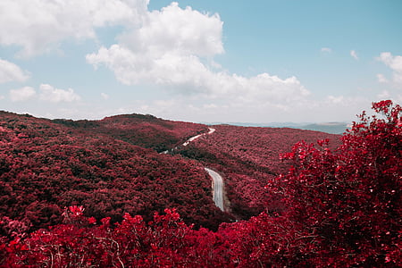 gray road surrounded by red flowering trees thumbnail