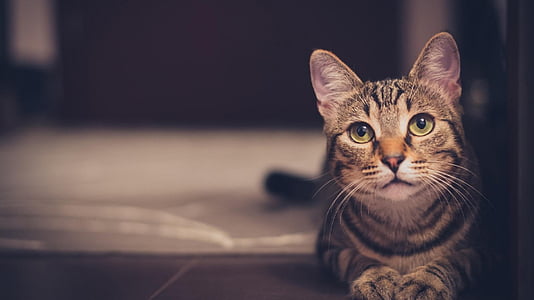 selective focus photo of brown tabby cat laying on ground thumbnail
