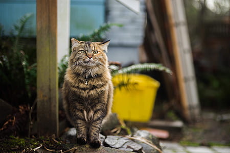 bokeh shot of cat thumbnail