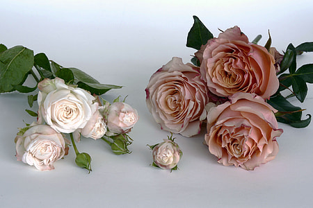 two white and pink petaled flowers thumbnail