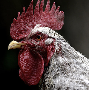 shallow focus photography of white and black rooster thumbnail