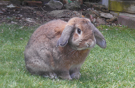 brown hare on green lawn thumbnail