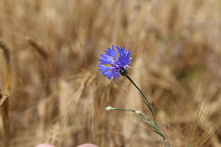 purple cornflower thumbnail