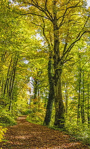 brown pathway between trees thumbnail