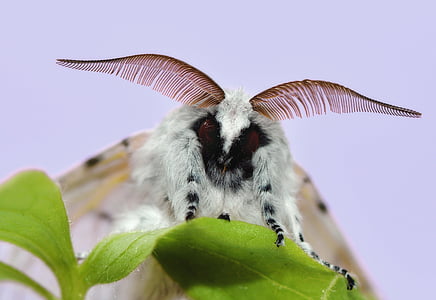 Venezuelan poodle moth thumbnail