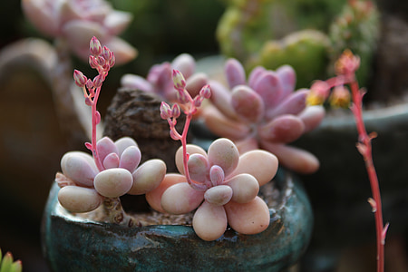 closeup photo of pink succulent plants thumbnail