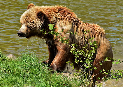 brown bear standing near river thumbnail