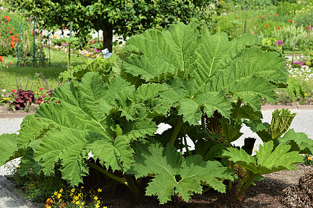 Mammoth Leaf Gunnera, Gunnera-Tinctoria thumbnail