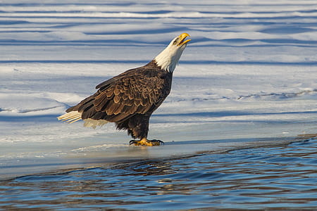 Bald Eagle on seashore thumbnail
