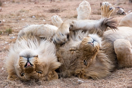 two male lions lying on dirt road thumbnail