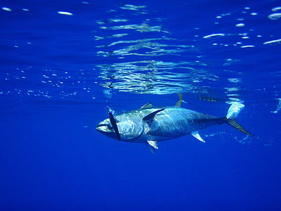 gray fish under the sea thumbnail