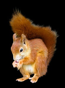 photo of brown squirrel thumbnail