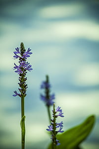 closed photography purple petaled flowers thumbnail