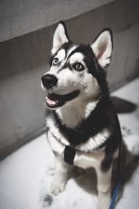 Adult Siberian Husky Selected Focus thumbnail