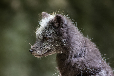 wildlife photography of fox thumbnail