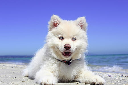 white Siberian husky prone lying near seashore at daytime thumbnail